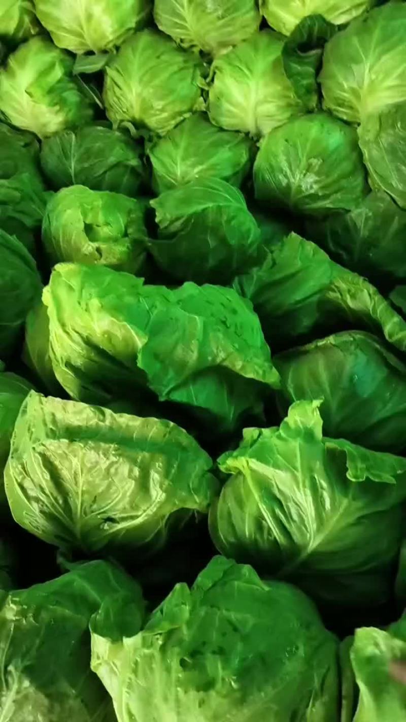 精品甘蓝