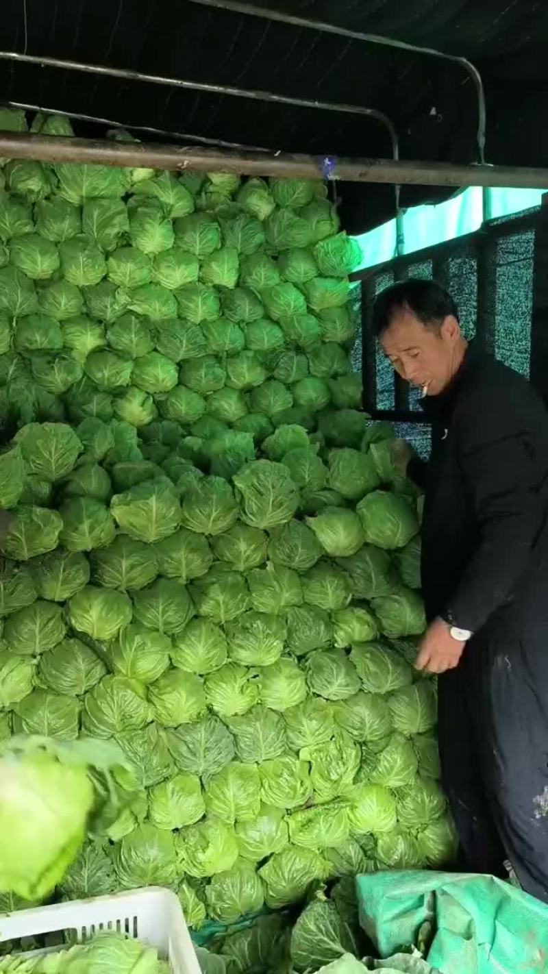 精品甘蓝