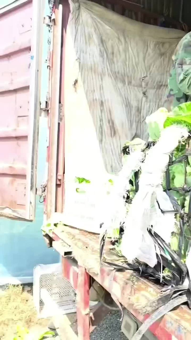 精品甘蓝