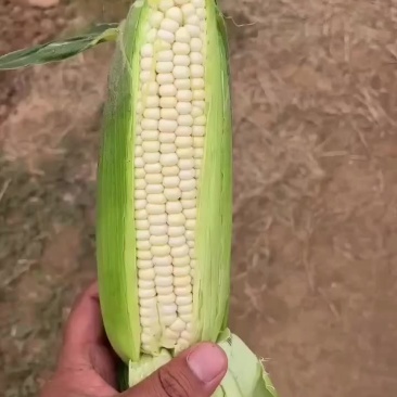 精品早糯玉米