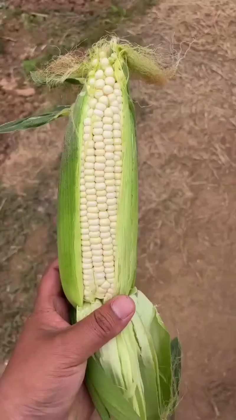 精品早糯玉米