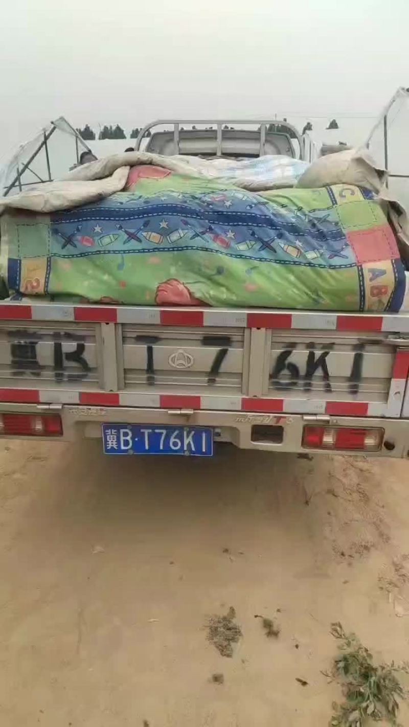大批量台农美都无籽麒麟西瓜明天开园