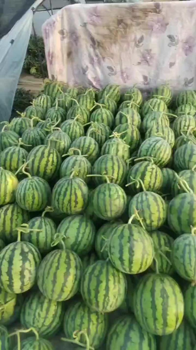 大批量台农美都无籽麒麟西瓜明天开园