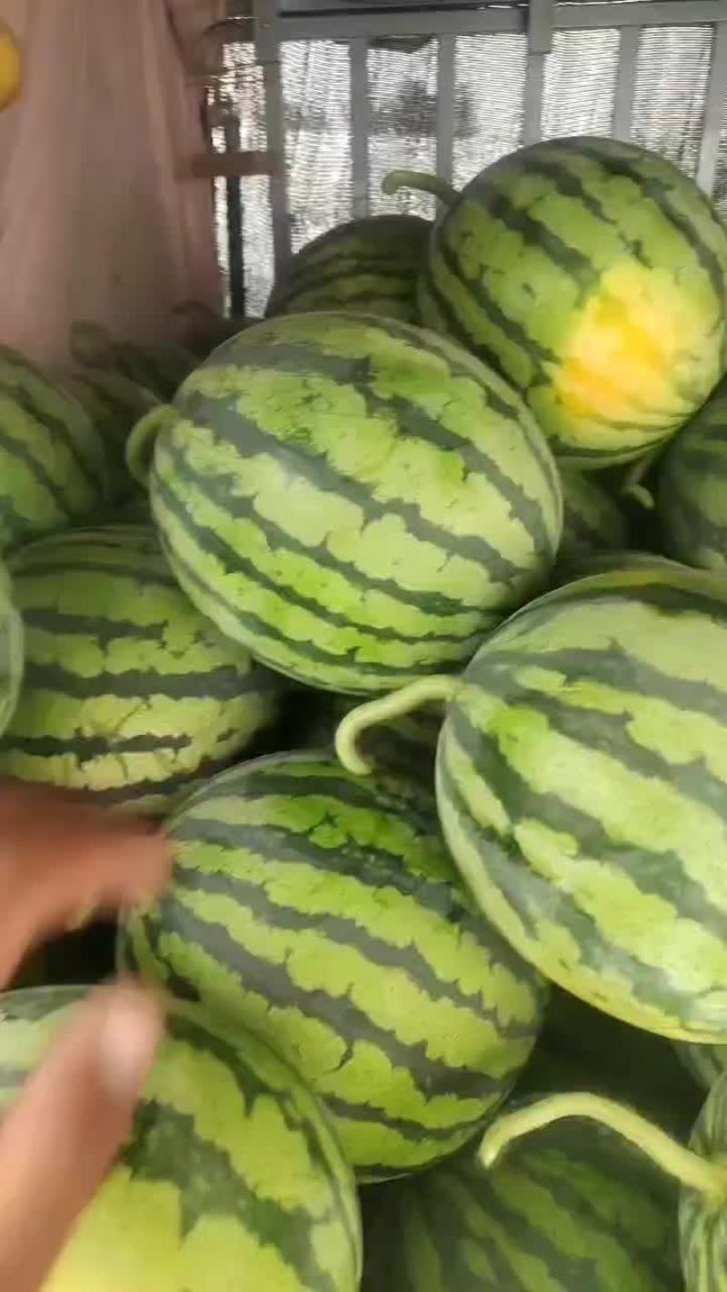 大批量台农美都无籽麒麟西瓜明天开园