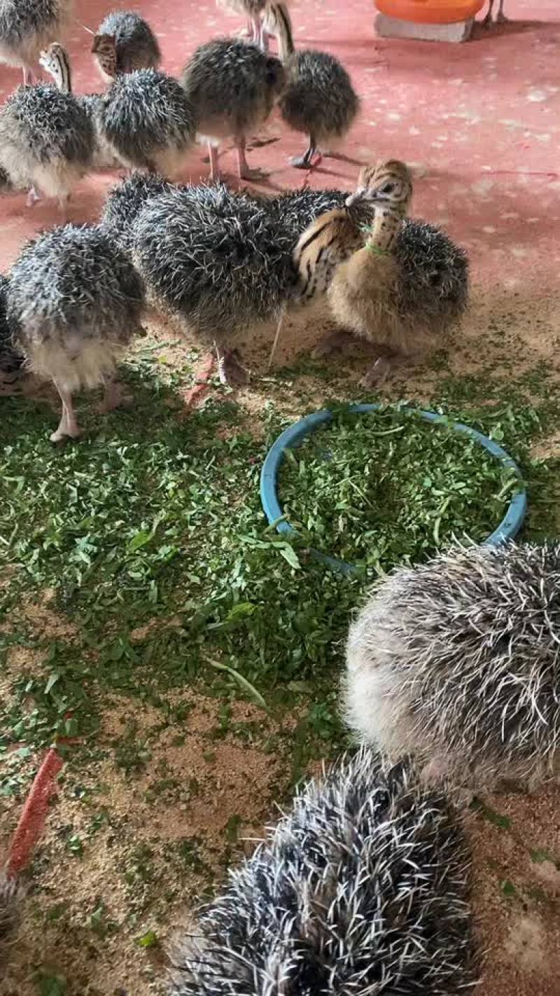 非洲鸵鸟苗，非洲鸵鸟价格，鸵鸟苗养殖利润如何？