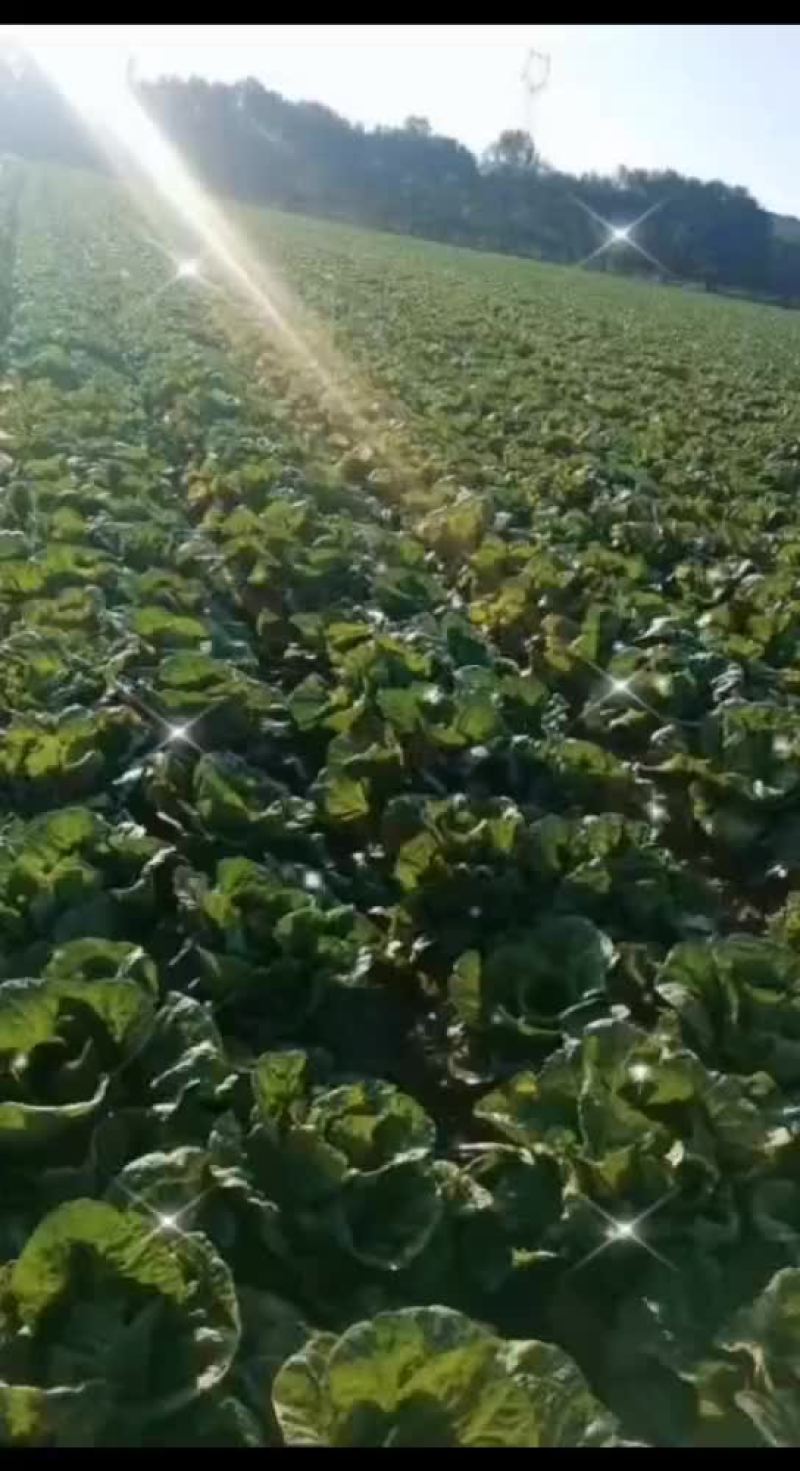 大白菜开始预订有要的老板联系