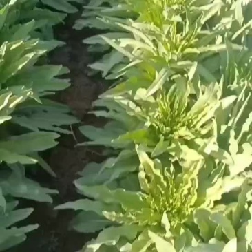 莴笋开始上市有要的老板联系我