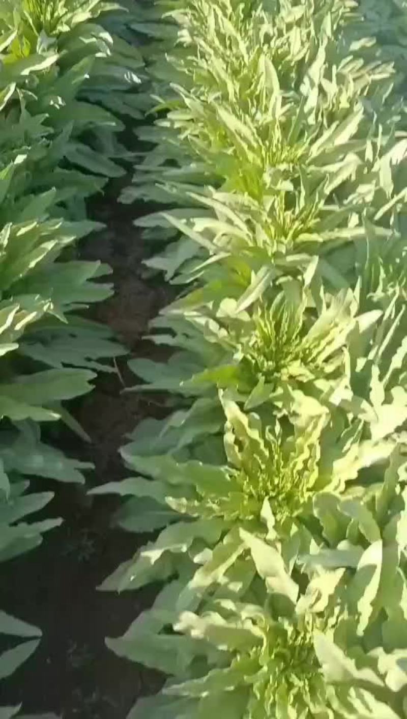 莴笋开始上市有要的老板联系我