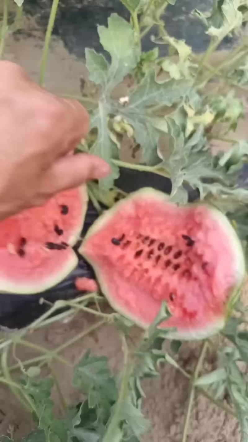 陆地直播籽小精心熟度好皮薄口感甜