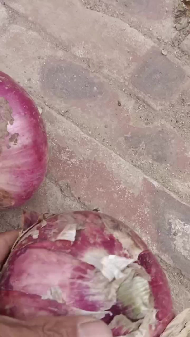 葱头大量现货