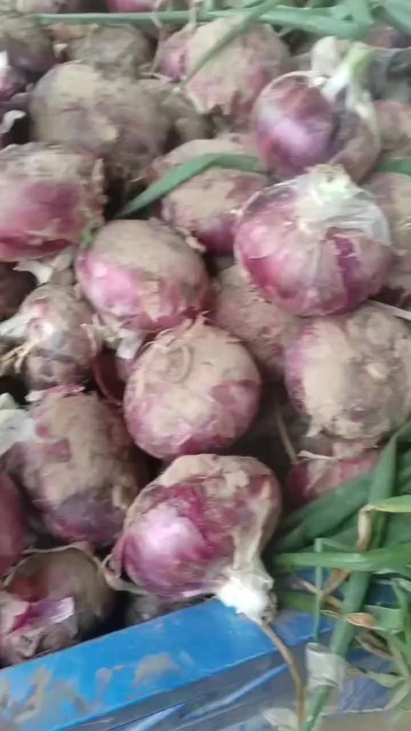 葱头大量现货