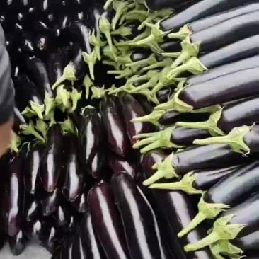 兰陵利兴不限量供应各种茄子