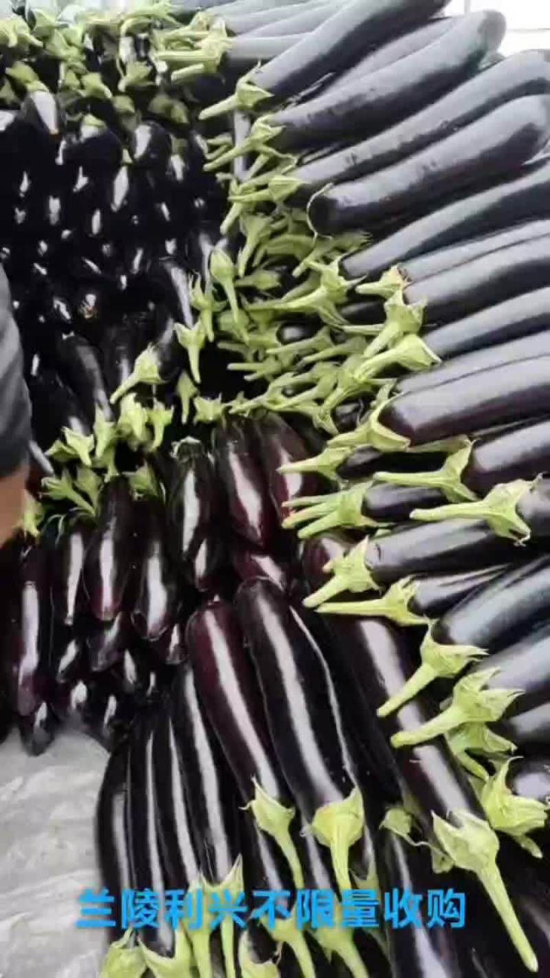 兰陵利兴不限量供应各种茄子