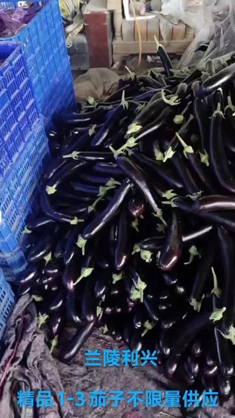 兰陵利兴不限量供应各种茄子