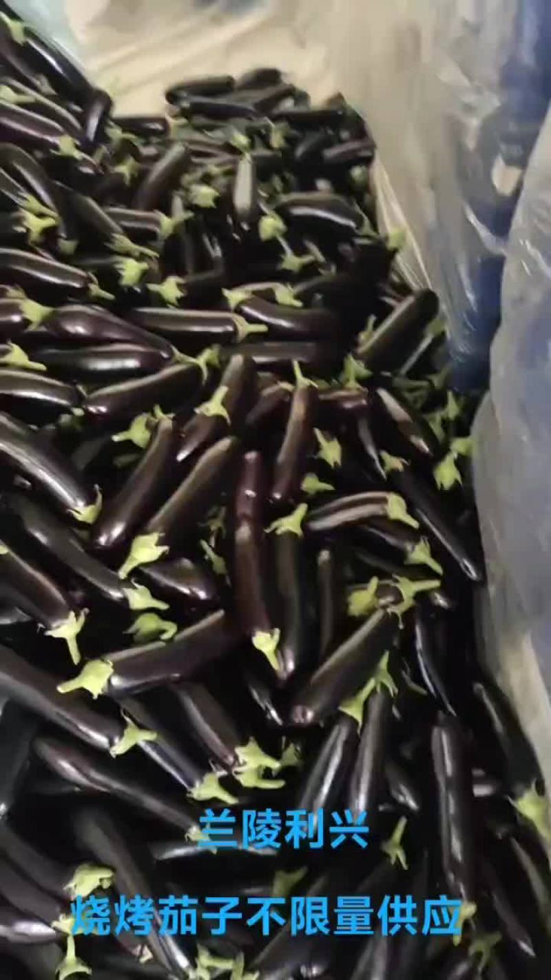 兰陵利兴不限量供应各种茄子