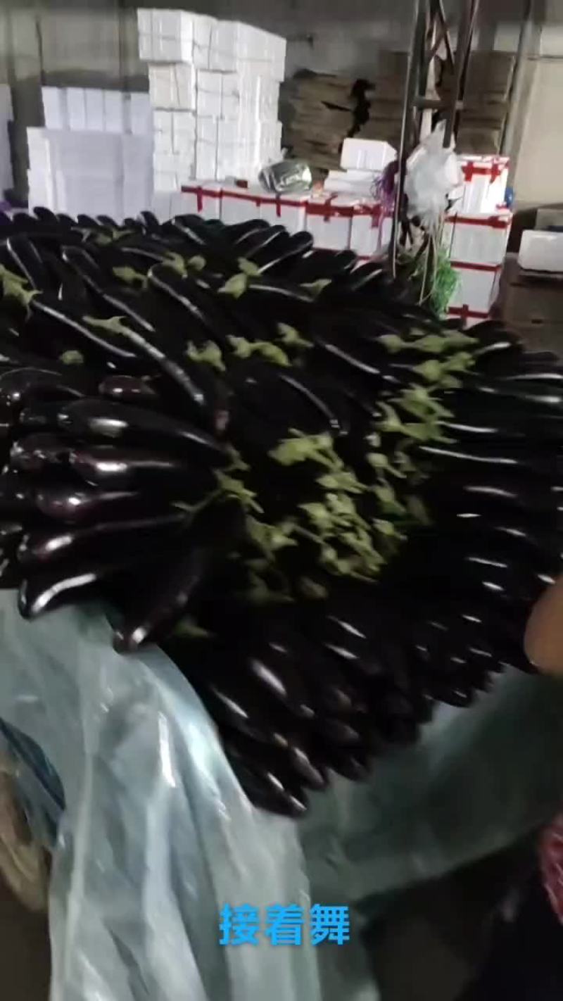 兰陵利兴不限量供应各种茄子