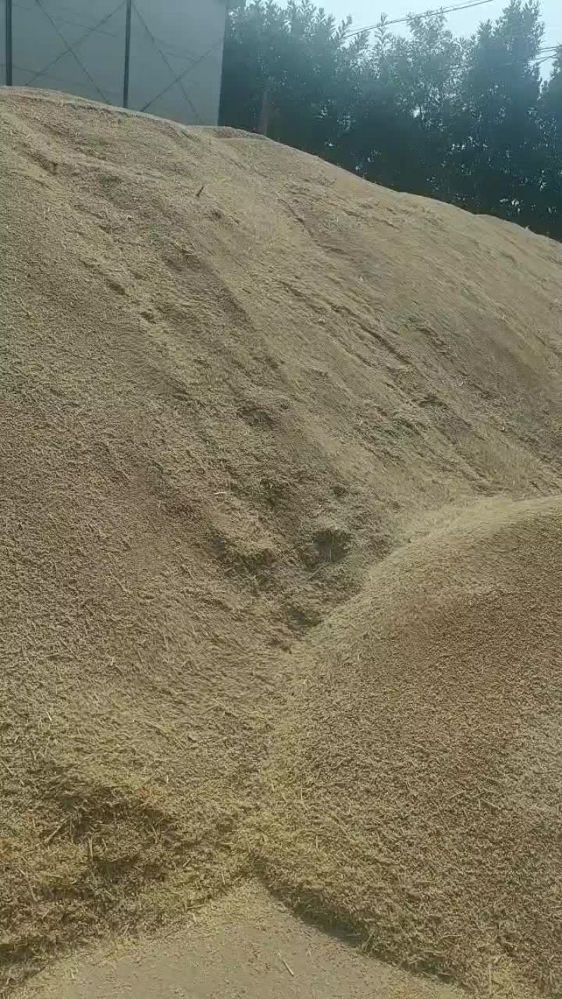 优质小麦：师栾02-1