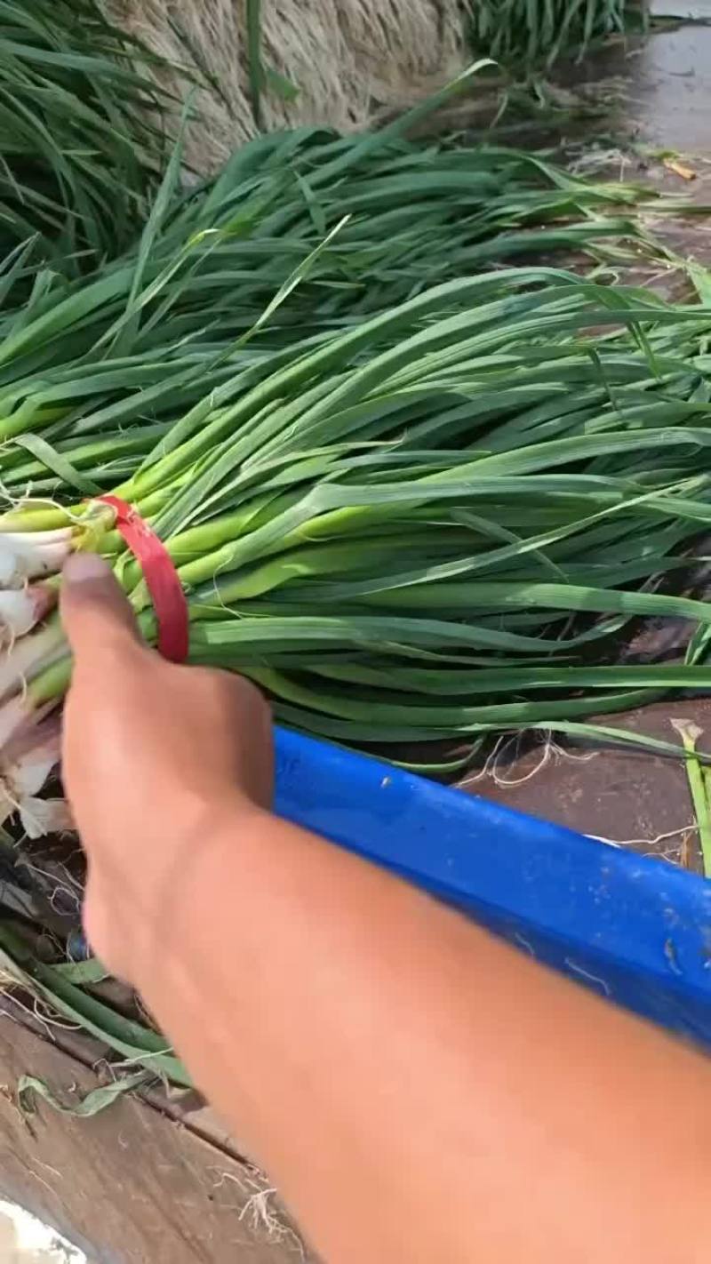 东北一点红精品上市中天天出货有需要好苗的联系价格下hu