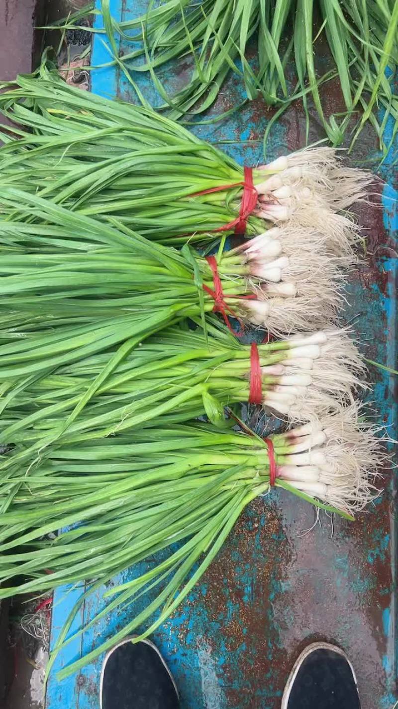 东北一点红精品上市中天天出货有需要好苗的联系价格下hu