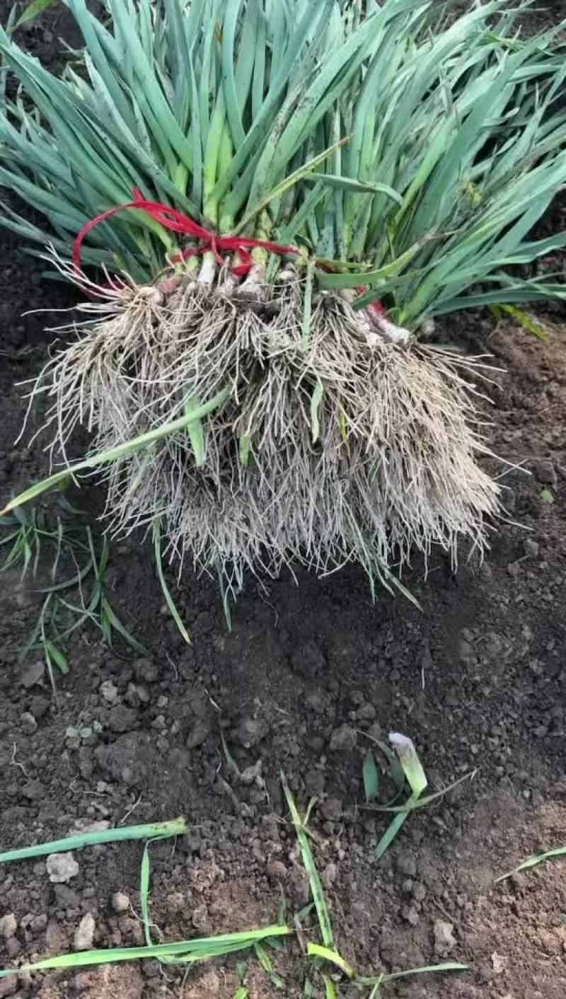东北一点红精品上市中天天出货有需要好苗的联系价格下hu