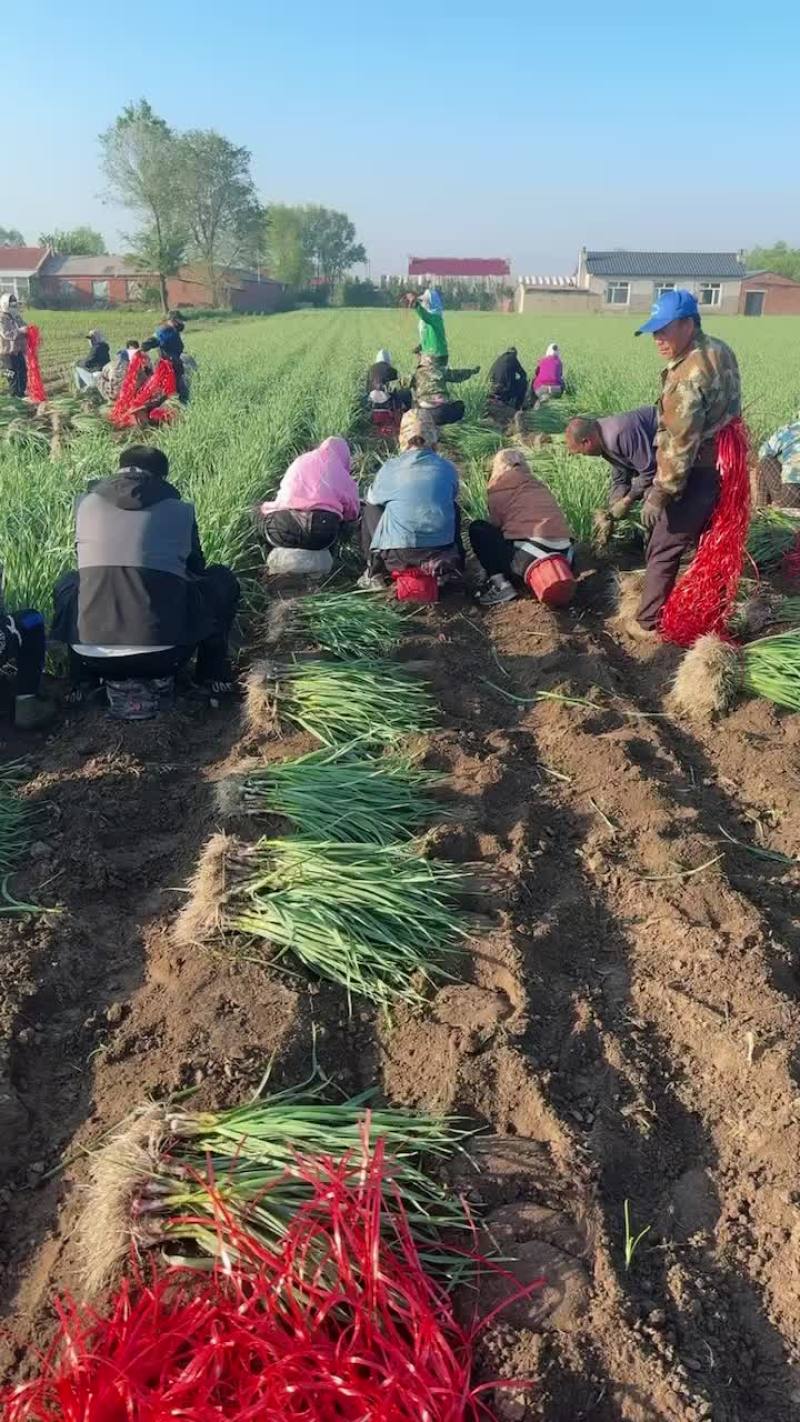 东北一点红精品上市中天天出货有需要好苗的联系价格下hu