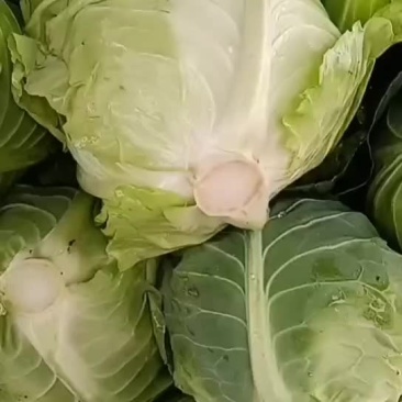 牛心菜