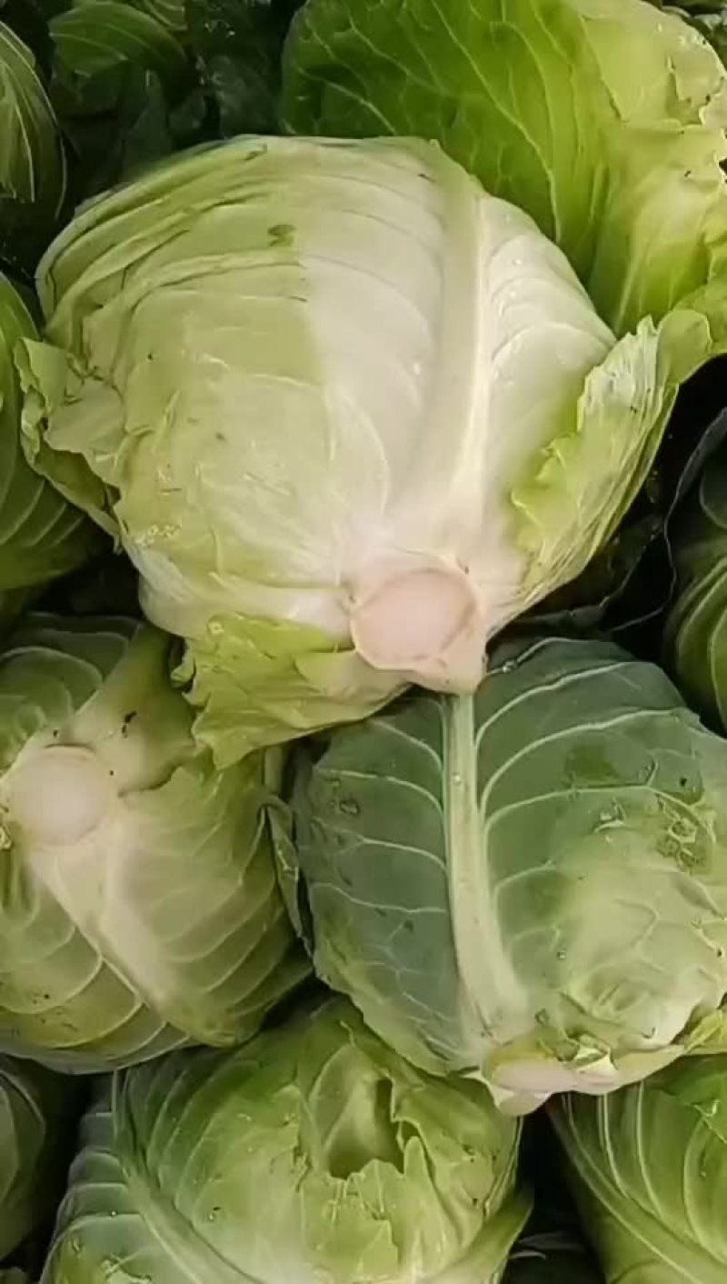 牛心菜