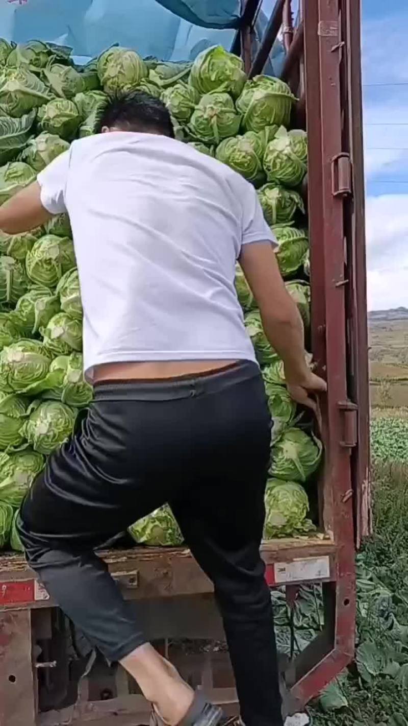 牛心菜