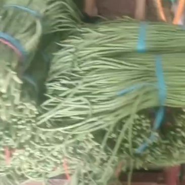精品长豆角大量上市中