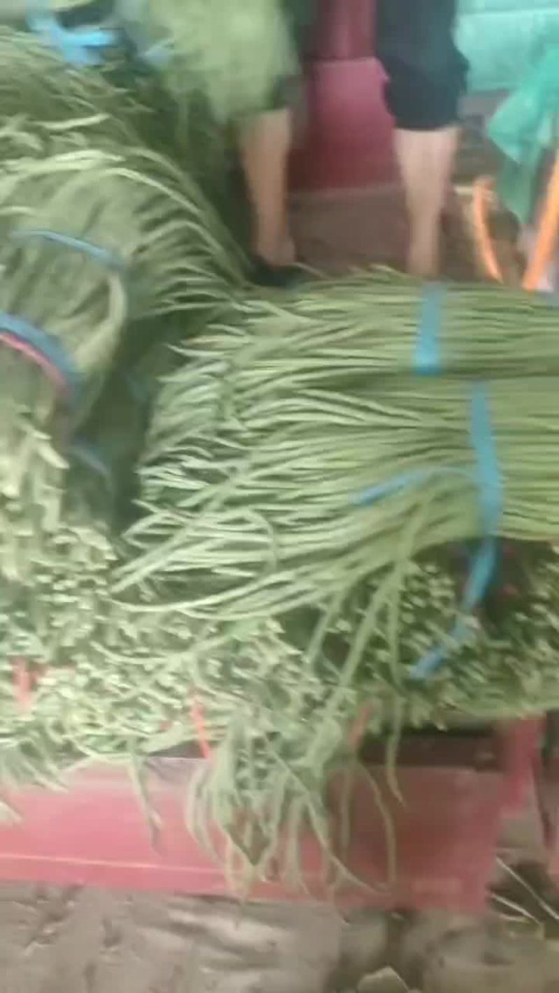 精品长豆角大量上市中