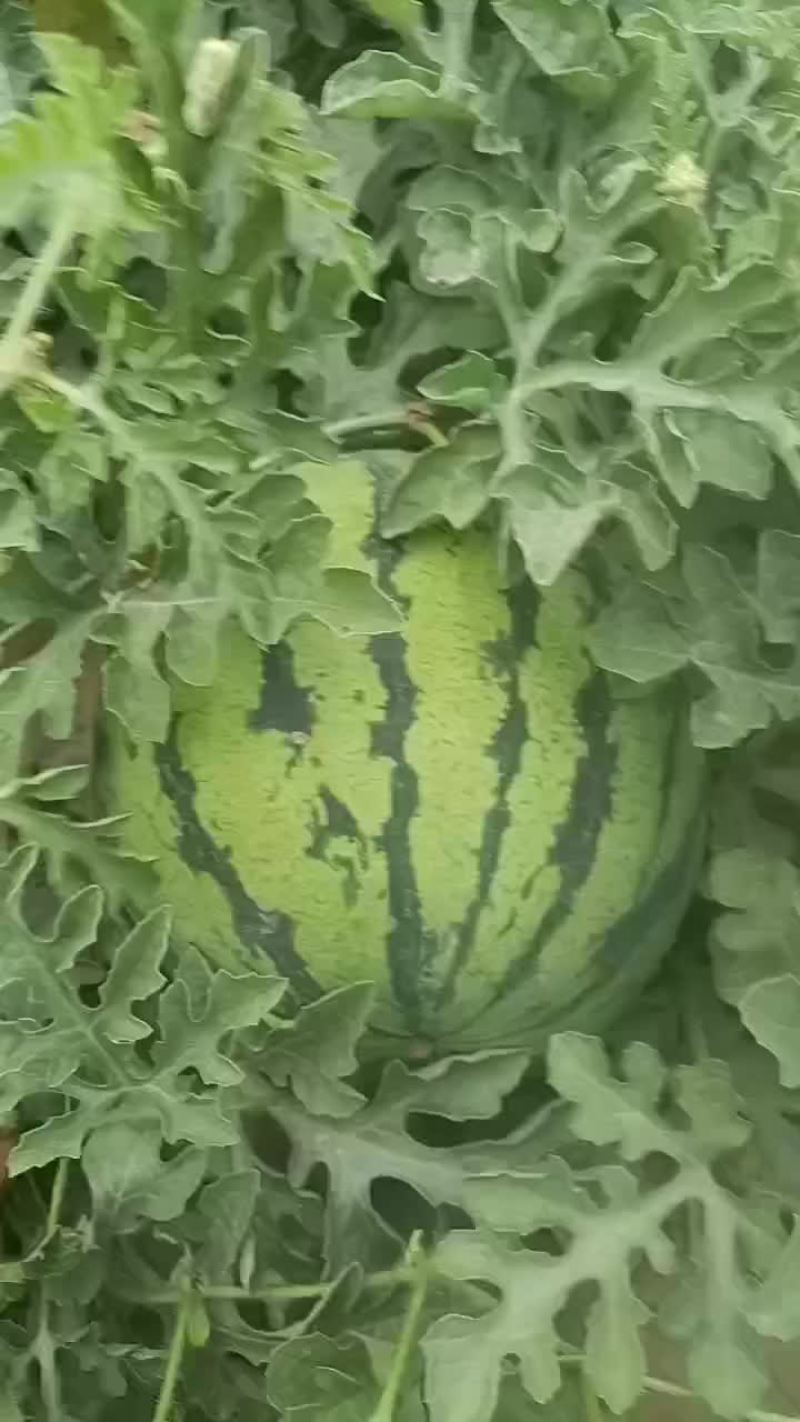 美都西瓜，