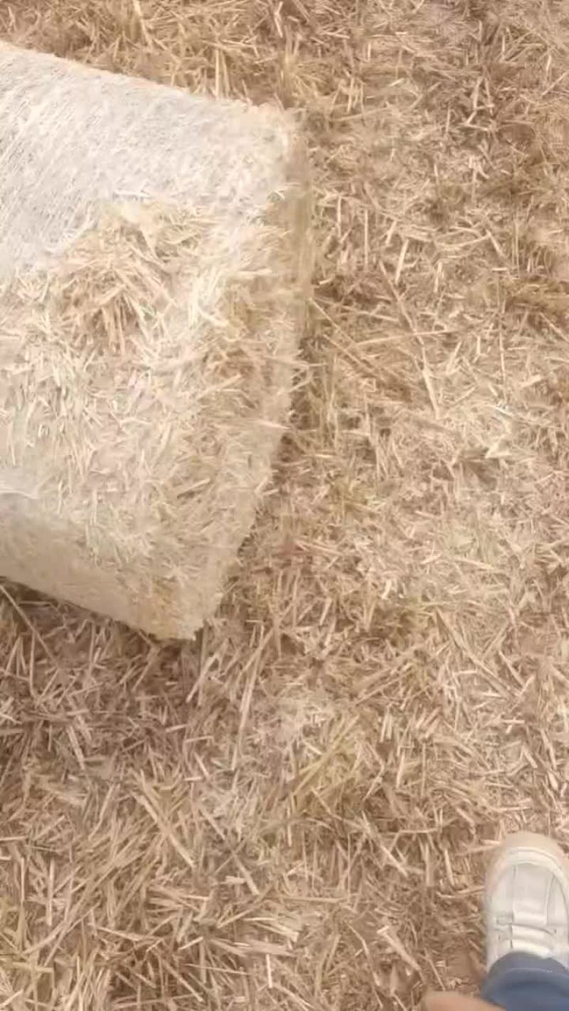新上市麦草