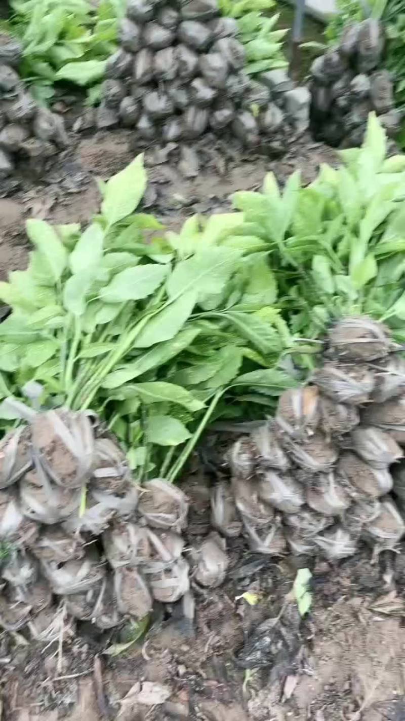 桃叶珊瑚毛球高度:40一50cm，价格美丽，品质保证。