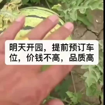 正宗台头西瓜