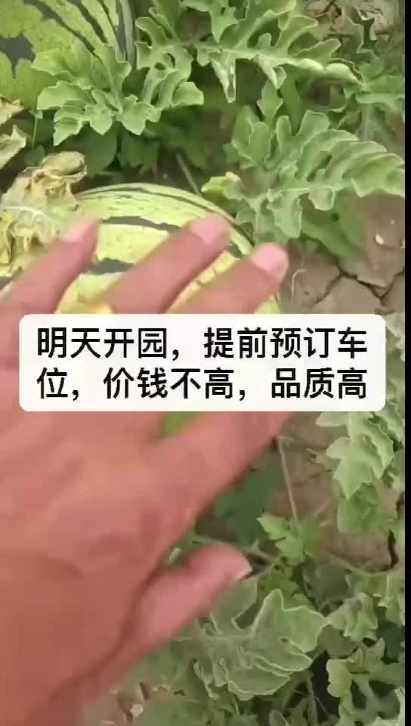 正宗台头西瓜