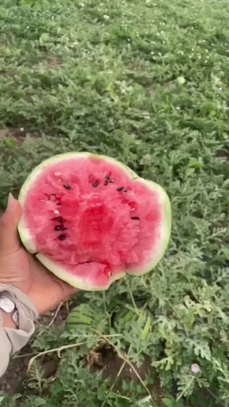 正宗台头西瓜