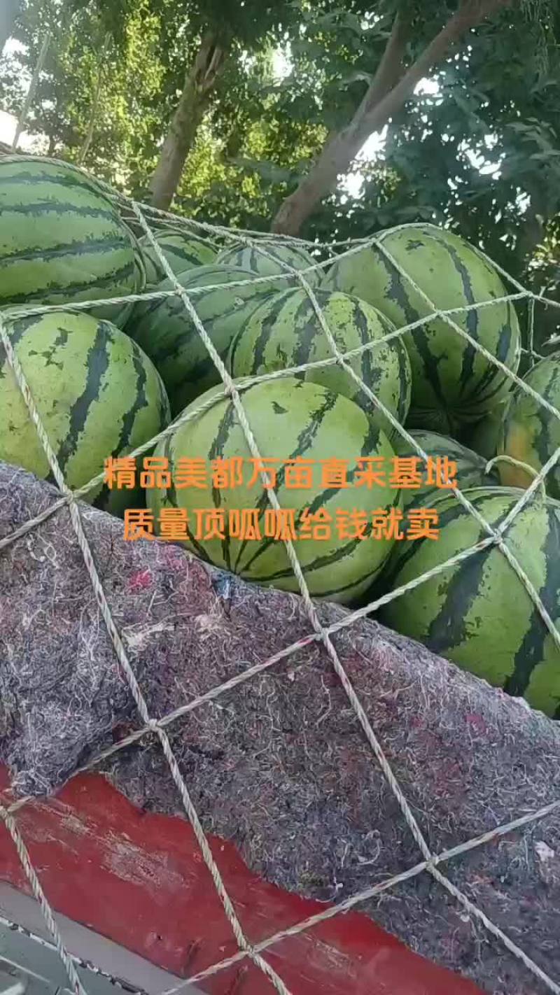 精品麒麟美都价格低质量三包