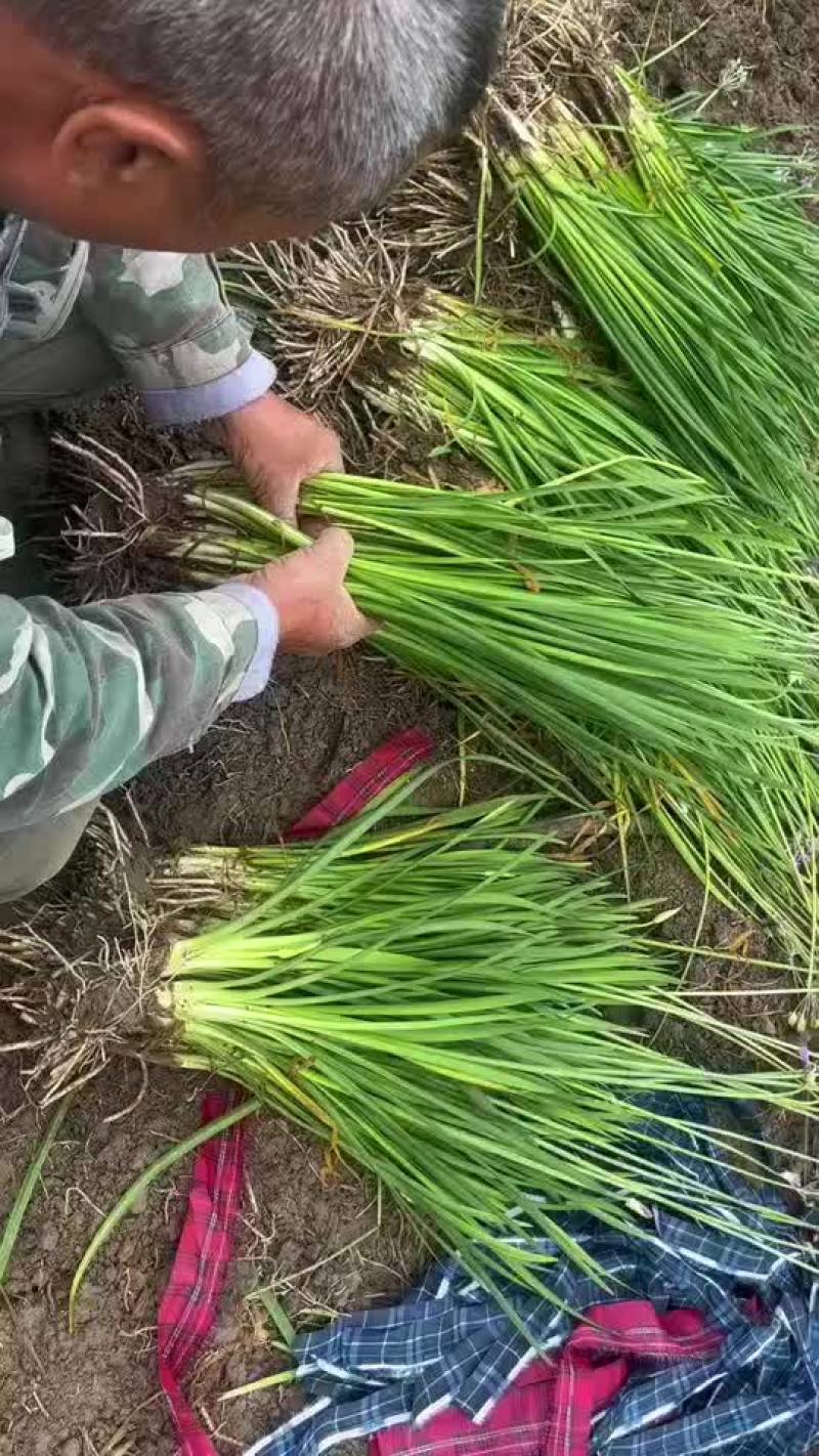 紫娇花地苗，基地量多，品质保证，价格美丽，欢迎来一亩田订