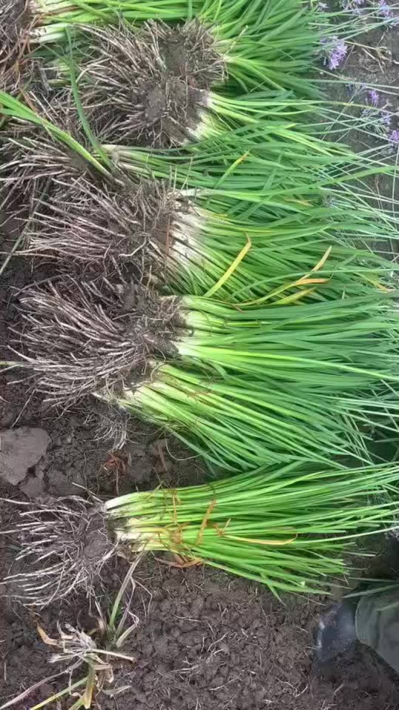 紫娇花地苗，基地量多，品质保证，价格美丽，欢迎来一亩田订