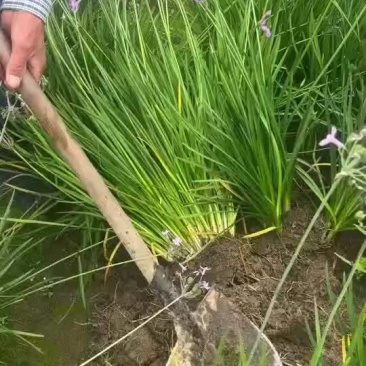 紫娇花地苗，基地量多，品质保证，价格美丽，欢迎来一亩田订