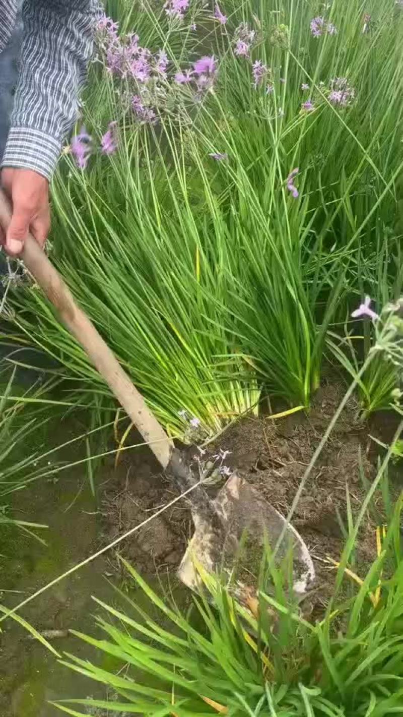 紫娇花地苗，基地量多，品质保证，价格美丽，欢迎来一亩田订
