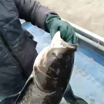 花鲢雄鱼大头