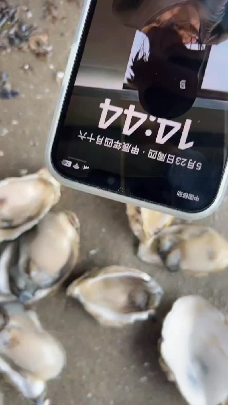 福建生蚝