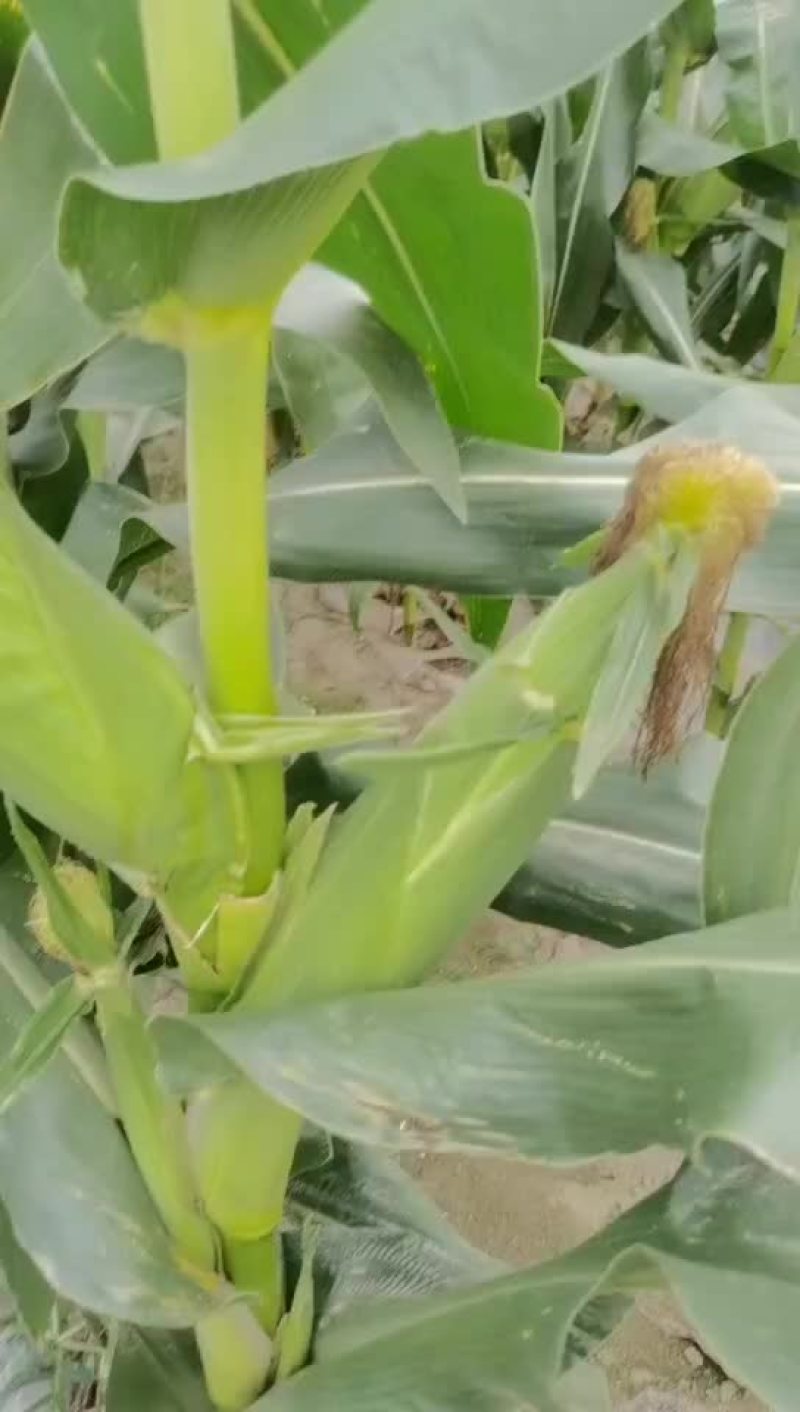 甜玉米，白
