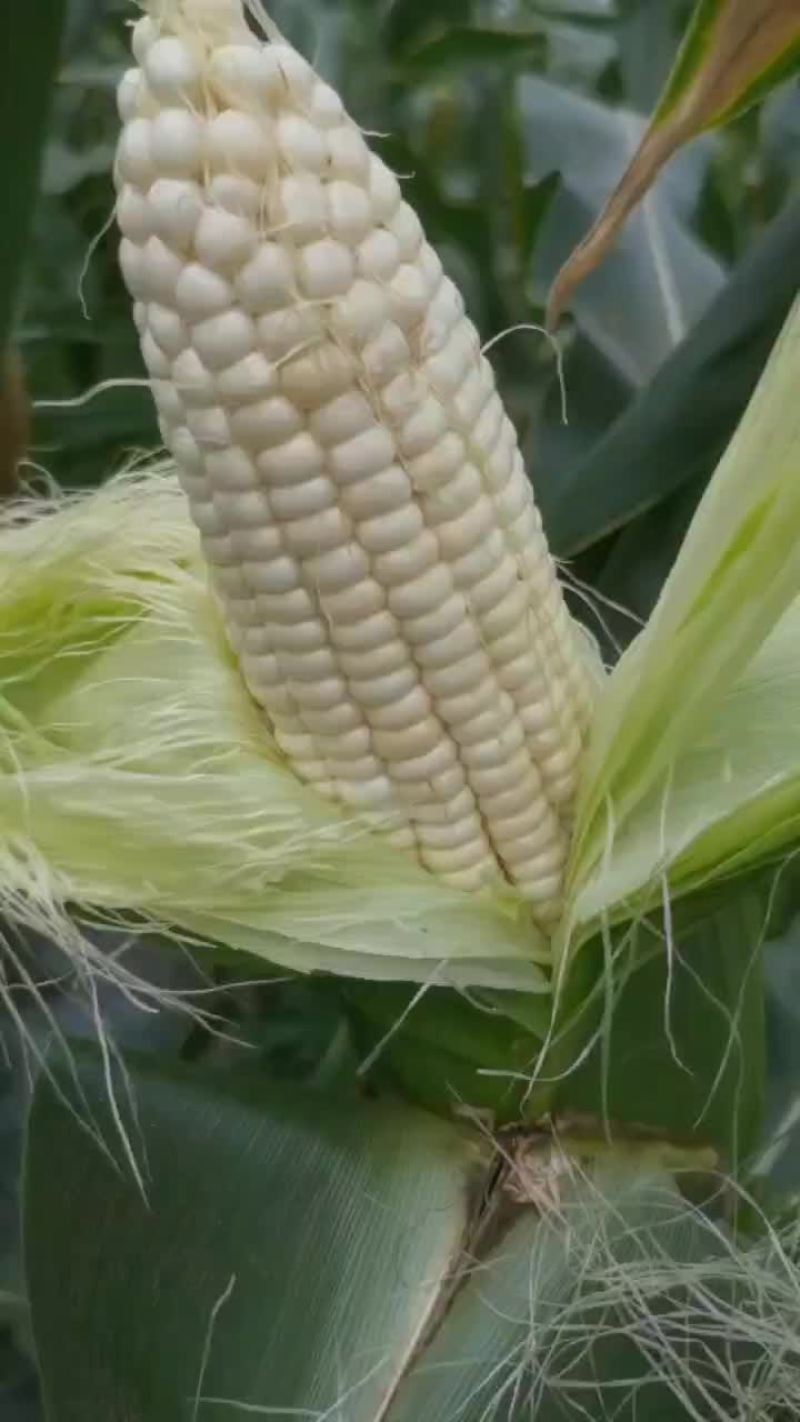 甜玉米，白
