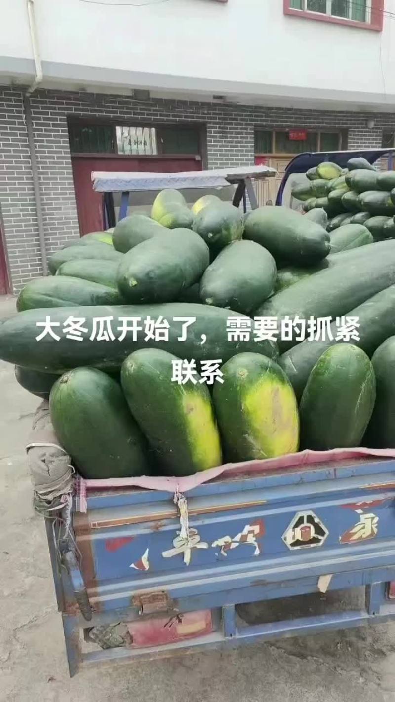大冬瓜开始了，有需要的朋友速联系