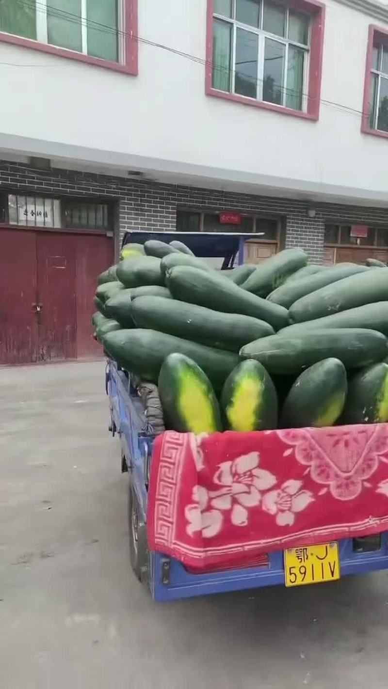 大冬瓜开始了，有需要的朋友速联系