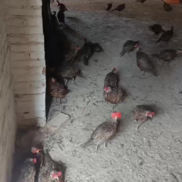青年七彩山鸡