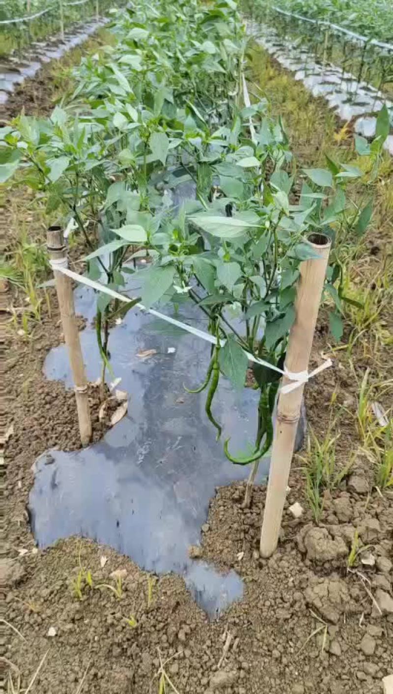 欢迎老板来电咨询
