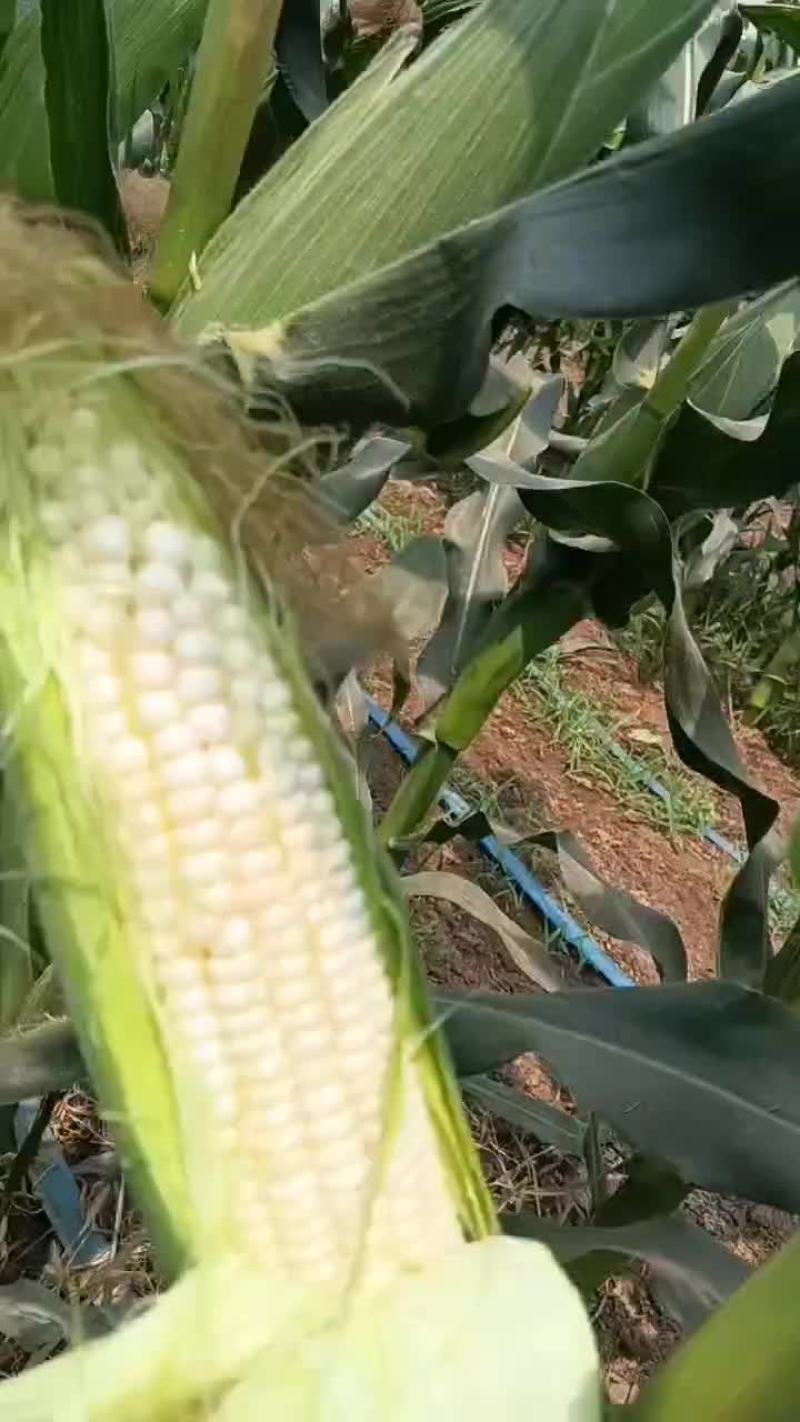 白糯甜玉米白糯甜玉米
